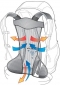 Рюкзак Deuter AC Lite 14 SL (3420016 5026) Maron  - фото 2 - интернет-магазин электроники и бытовой техники TTT