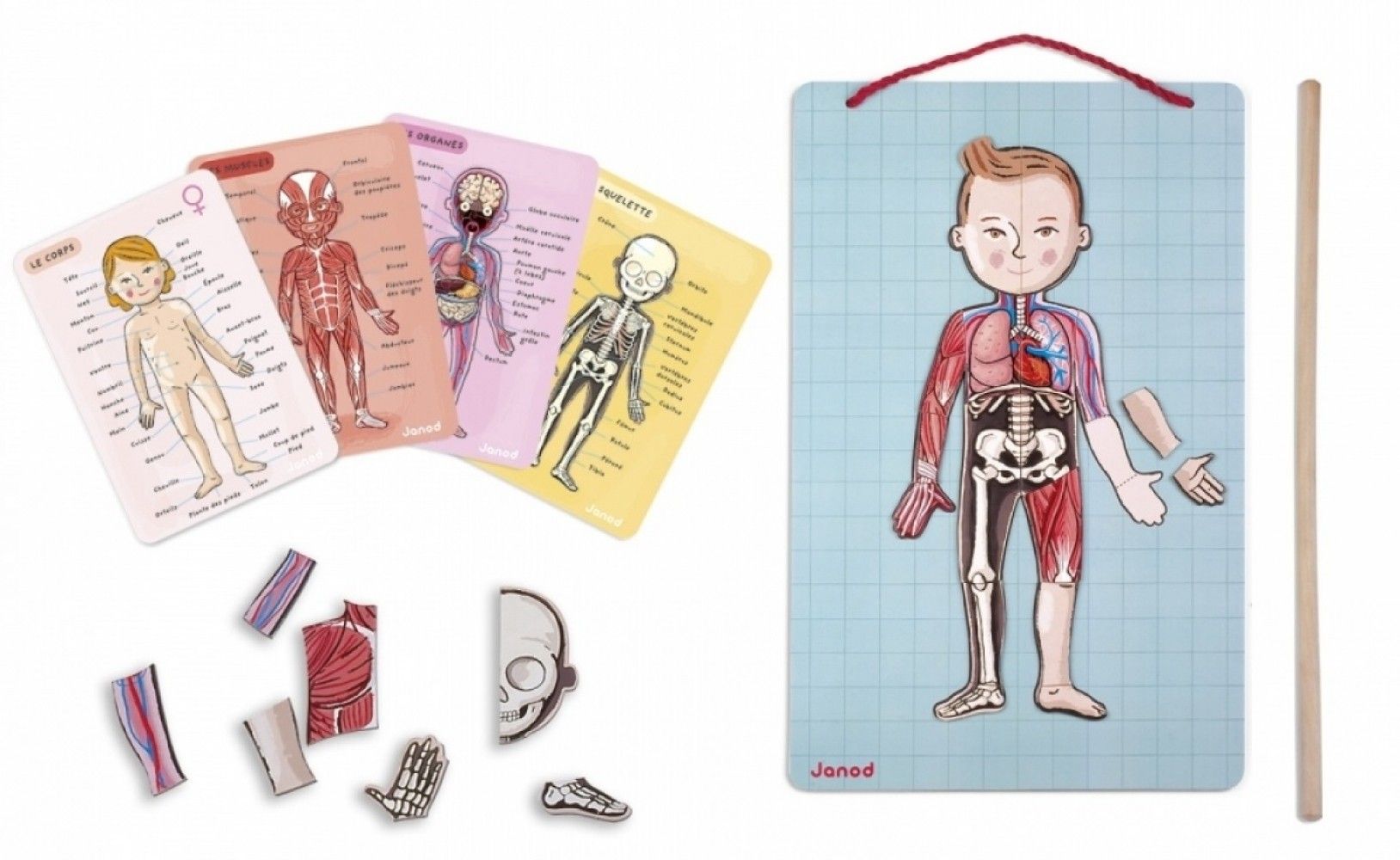 

Игровой магнитный набор Janod Тело человека (J05491)